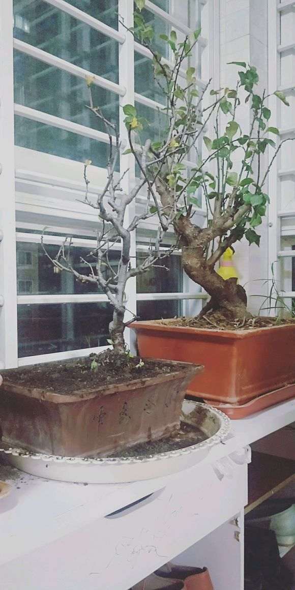 海棠下山桩怎么叶子落成这样 图片