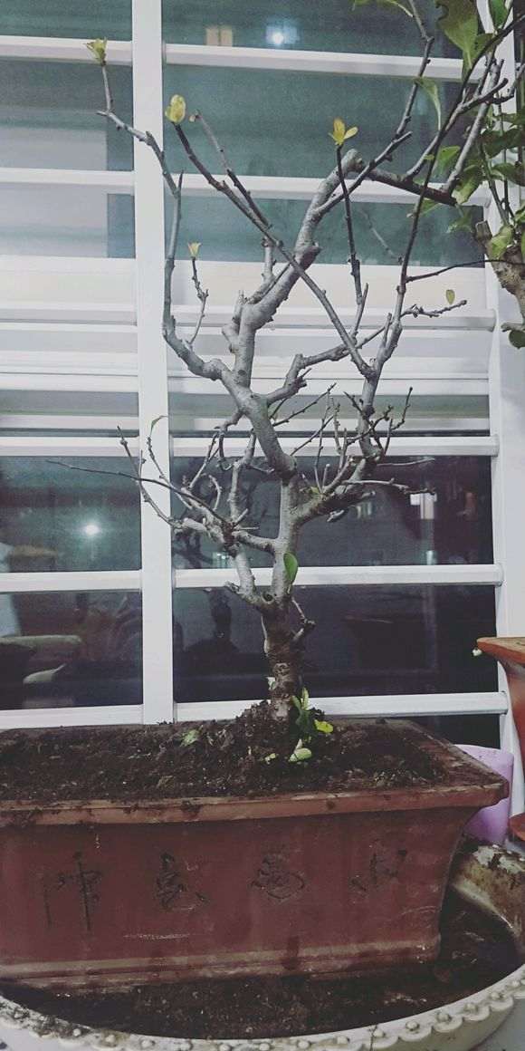 海棠下山桩怎么叶子落成这样 图片