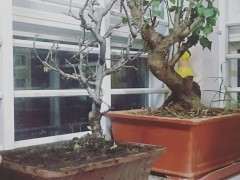 海棠下山桩到底喜欢阴 还是喜阳 图片