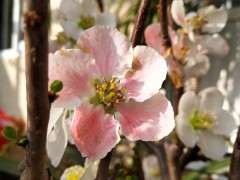 这是海棠下山桩 还是梅花 怎么区别 图片