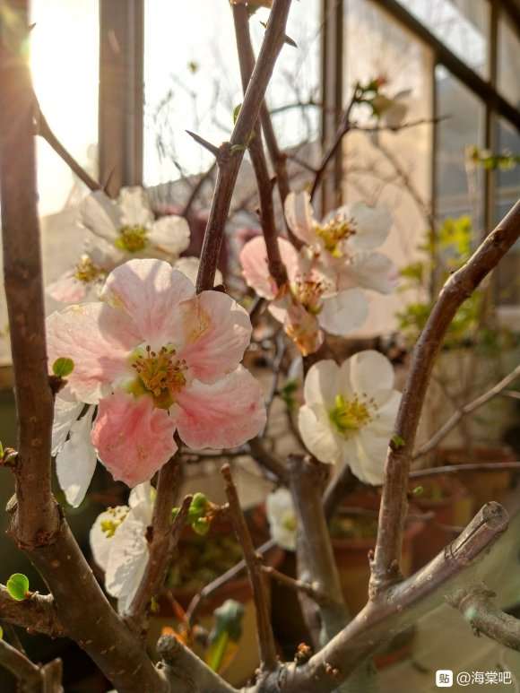 海棠下山桩与梅花的区别是什么 图片