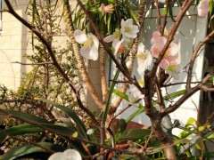 海棠下山桩与梅花的区别是什么 图片