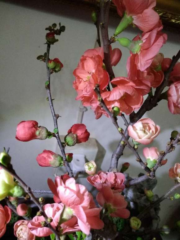 我的海棠下山桩开花了 怎么样 图片