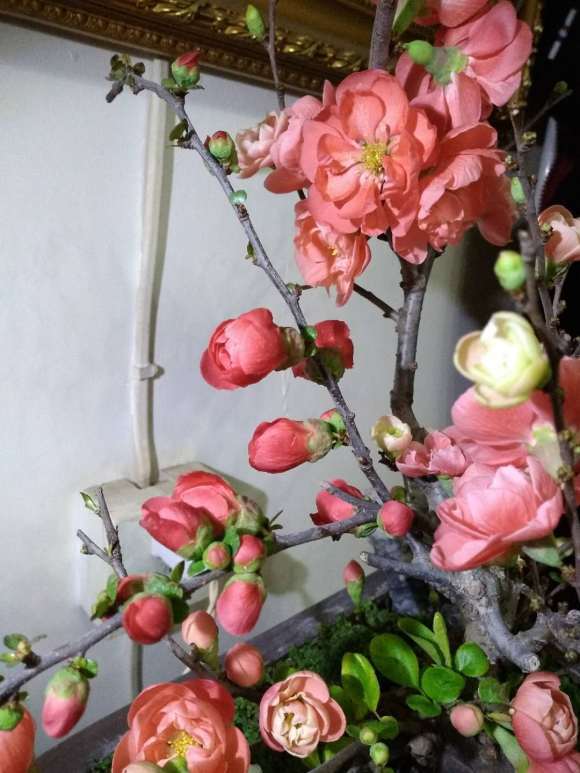 我的海棠下山桩开花了 怎么样 图片