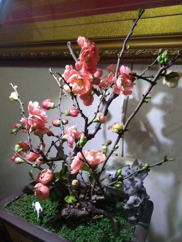 我的海棠下山桩开花了 怎么样 图片