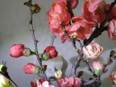 我的海棠下山桩开花了 可以吗 图片