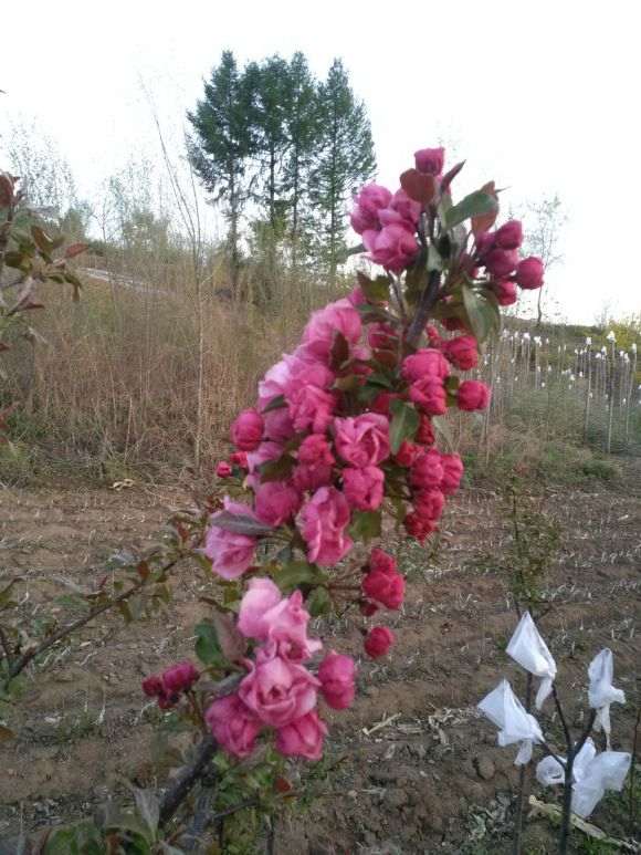 花期最长的海棠下山桩品种是什么 图片