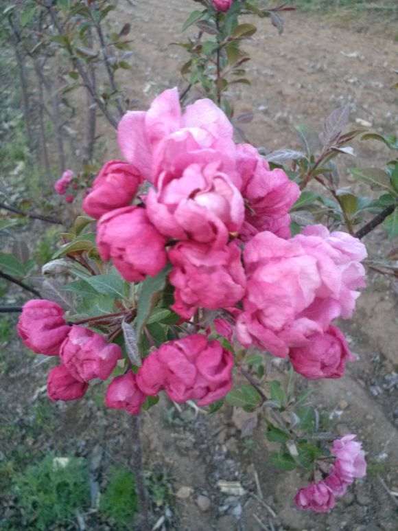 花期最长的海棠下山桩品种是什么 图片