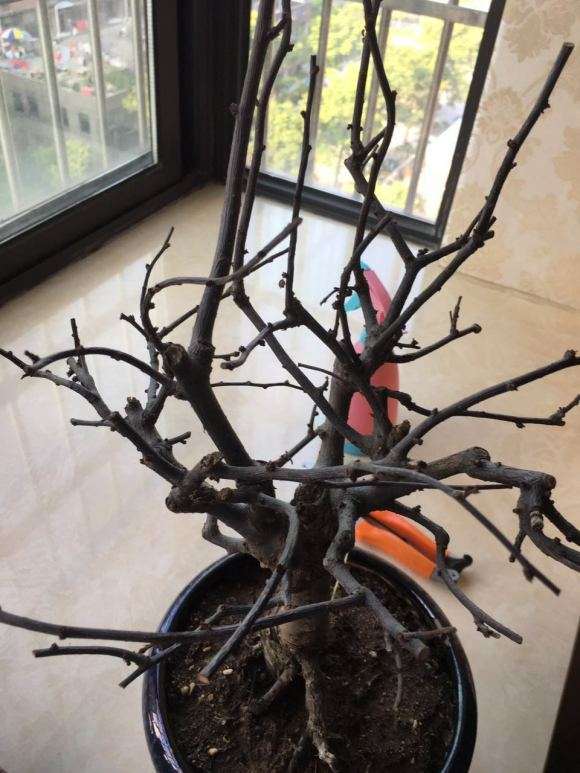 日本海棠下山桩怎么养好些呢 图片