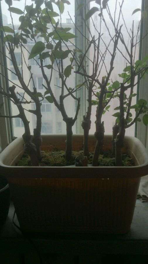 海棠下山桩死亡的原因是什么 图片