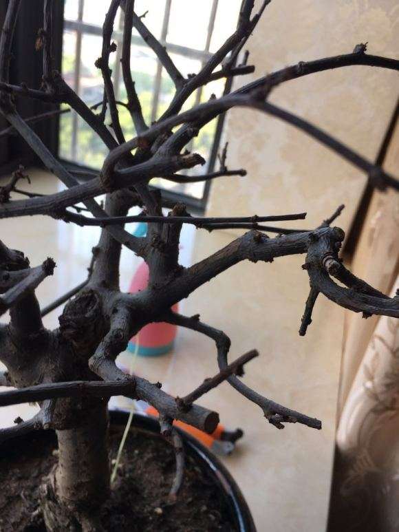 为什么海棠下山桩 20天施肥一次 最好