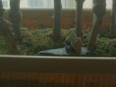 为什么海棠下山桩 20天施肥一次 最好