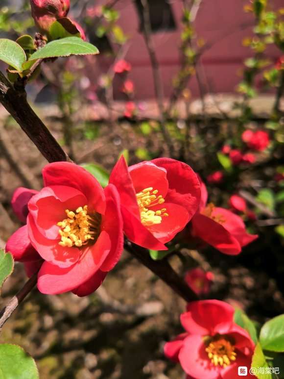 这是什么海棠下山桩 怎么区别 图片