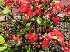 这是什么海棠下山桩 怎么区别 图片