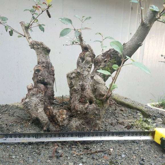 个人院子适合种哪种海棠下山桩 图片