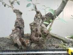 个人院子适合种哪种海棠下山桩 图片