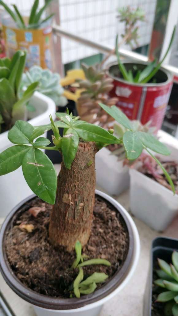 不知道是啥海棠下山桩 帮忙看看 图片