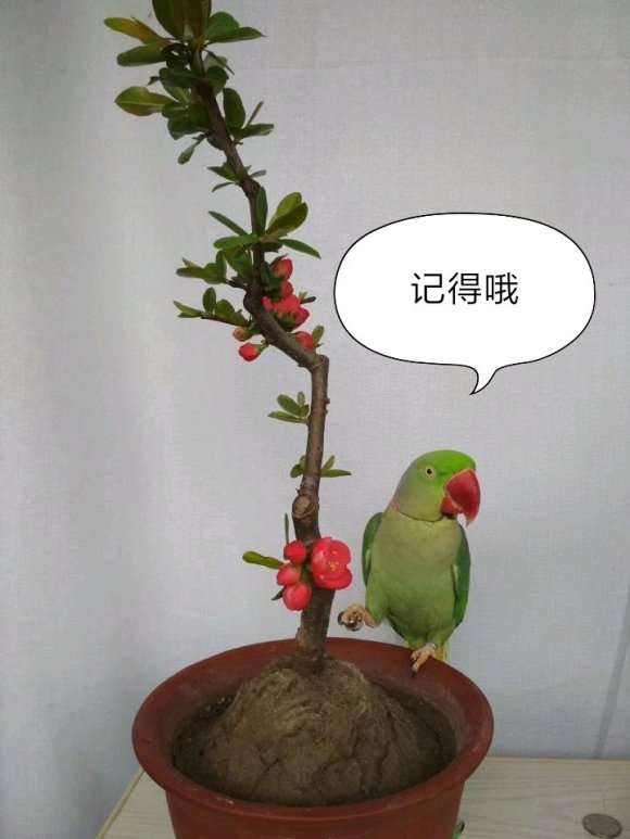 不知道是啥海棠下山桩 帮忙看看 图片