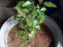 不知道是啥海棠下山桩 帮忙看看 图片