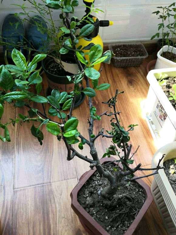 为什么海棠下山桩不好养 图片