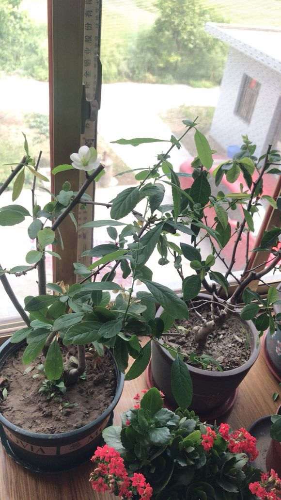 为什么海棠下山桩不好养 图片