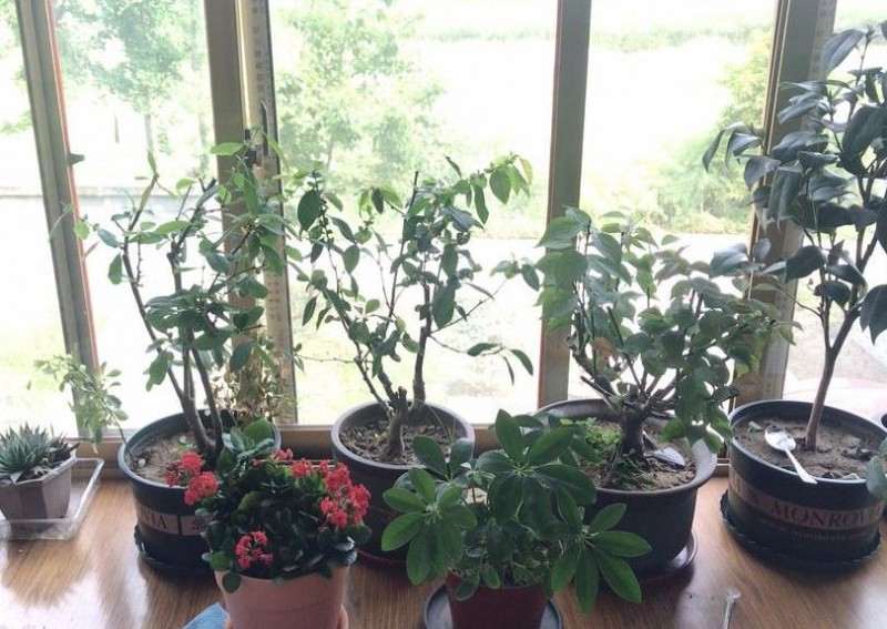 为什么海棠下山桩不好养 图片