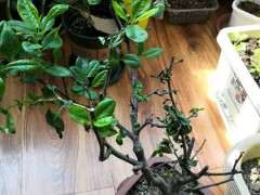 为什么海棠下山桩不好养 图片