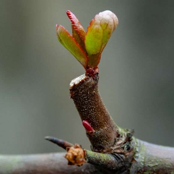 海棠下山桩直条疯长 怎么办 图片