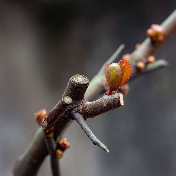 海棠下山桩直条疯长 怎么办 图片