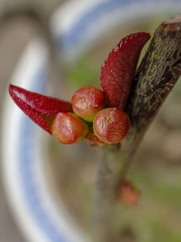 海棠下山桩直条疯长 怎么办 图片