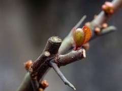 海棠下山桩直条疯长 怎么办 图片