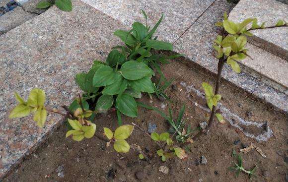 海棠下山桩 快死了 怎么办 图片