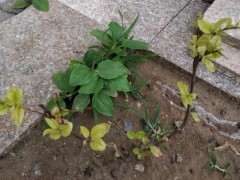 海棠下山桩 快死了 怎么办 图片