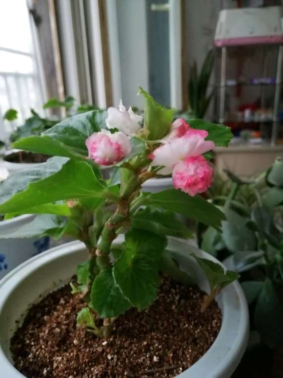 球球海棠下山桩 怎么样 图片