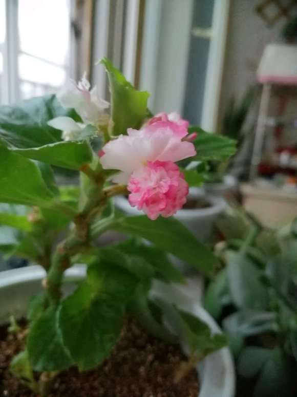 球球海棠下山桩 怎么样 图片