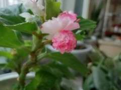 球球海棠下山桩 可以吗 图片