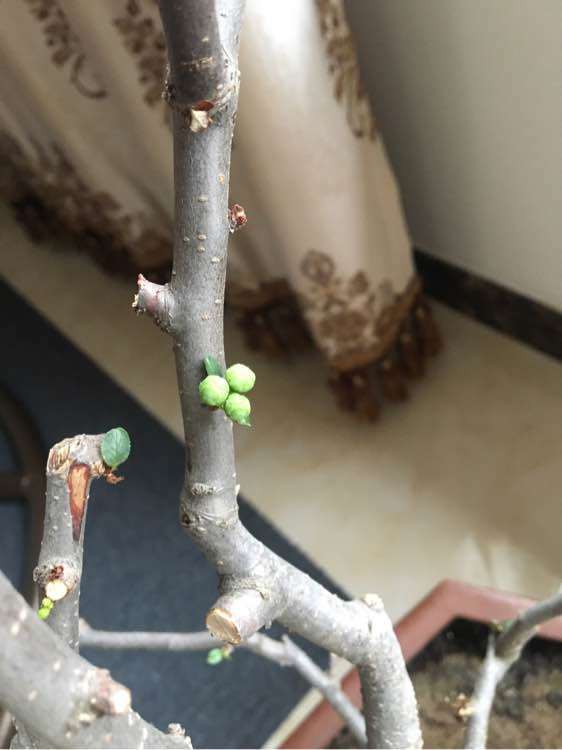 请问这是海棠下山桩结果子了吗 图片