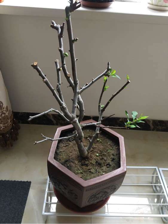 请问这是海棠下山桩结果子了吗 图片