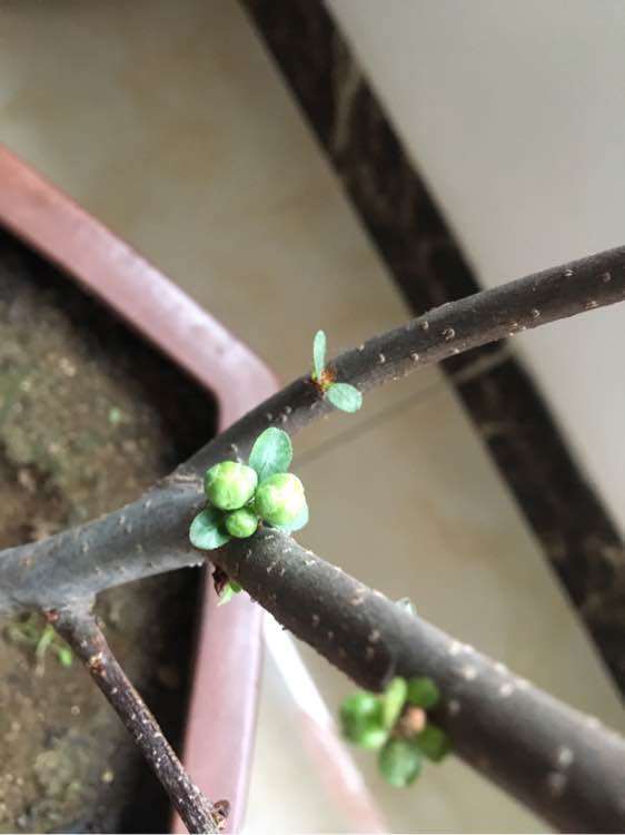 请问这是海棠下山桩结果子了吗 图片