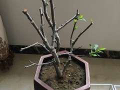 请问这是海棠下山桩结果子了吗 图片