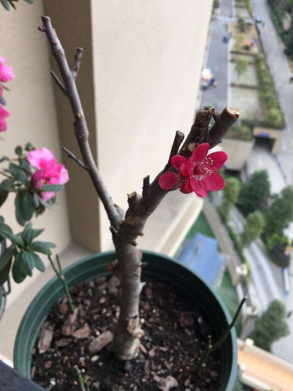 这个什么海棠下山桩 宿迁出品 图片