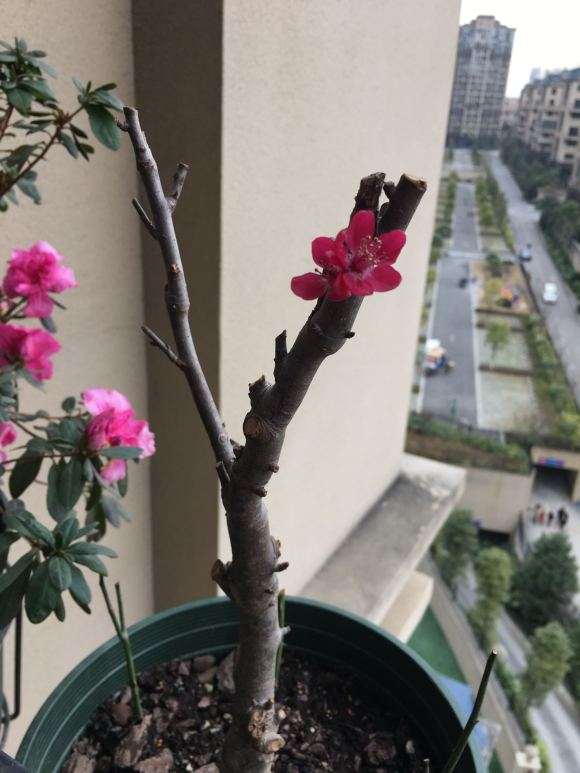 这个什么海棠下山桩 宿迁出品 图片