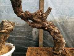 海棠下山桩怎么浇水与施肥的方法 图片