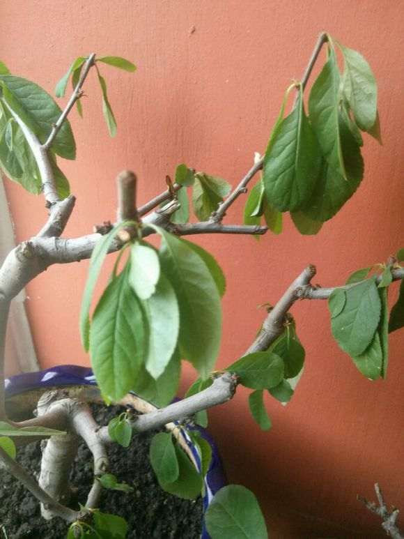 海棠下山桩叶子下坠 怎么办 图片