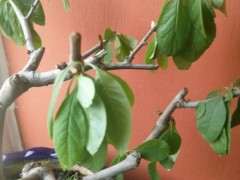 海棠下山桩叶子下坠 怎么办 图片