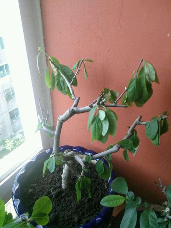 长寿冠海棠下山桩 今年还开花吗 图片