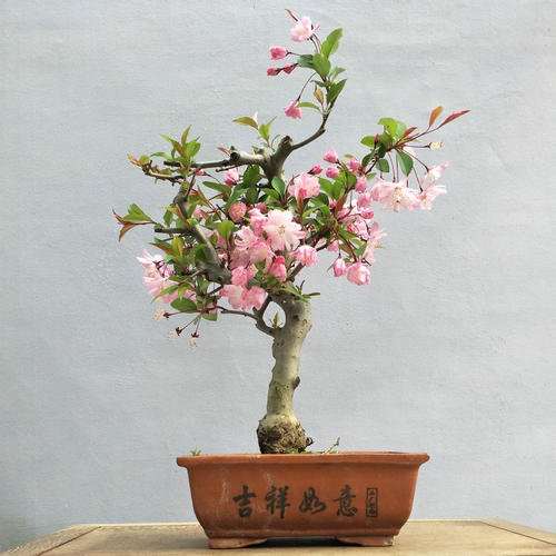 长寿冠海棠下山桩 今年还开花吗 图片