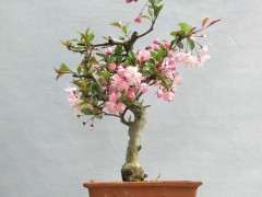 长寿冠海棠下山桩 今年还开花吗 图片