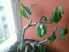 塑料遮阳棚是否影响海棠下山桩的生长