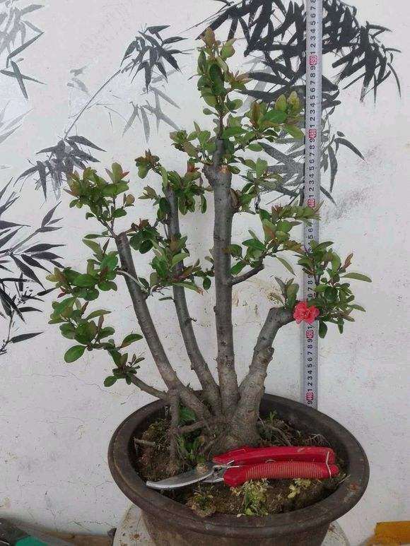 海棠下山桩种院里地上行吗